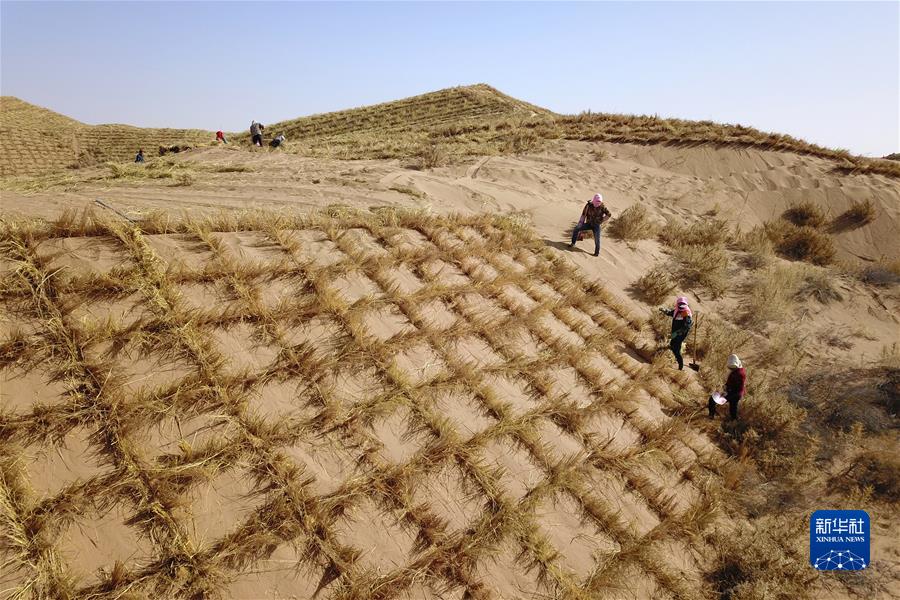 甘肃古浪县八步沙林场治沙人和群众进行“草方格压沙”作业。(2020年3月6日摄,无人机照片)。新华社记者 范培珅 摄